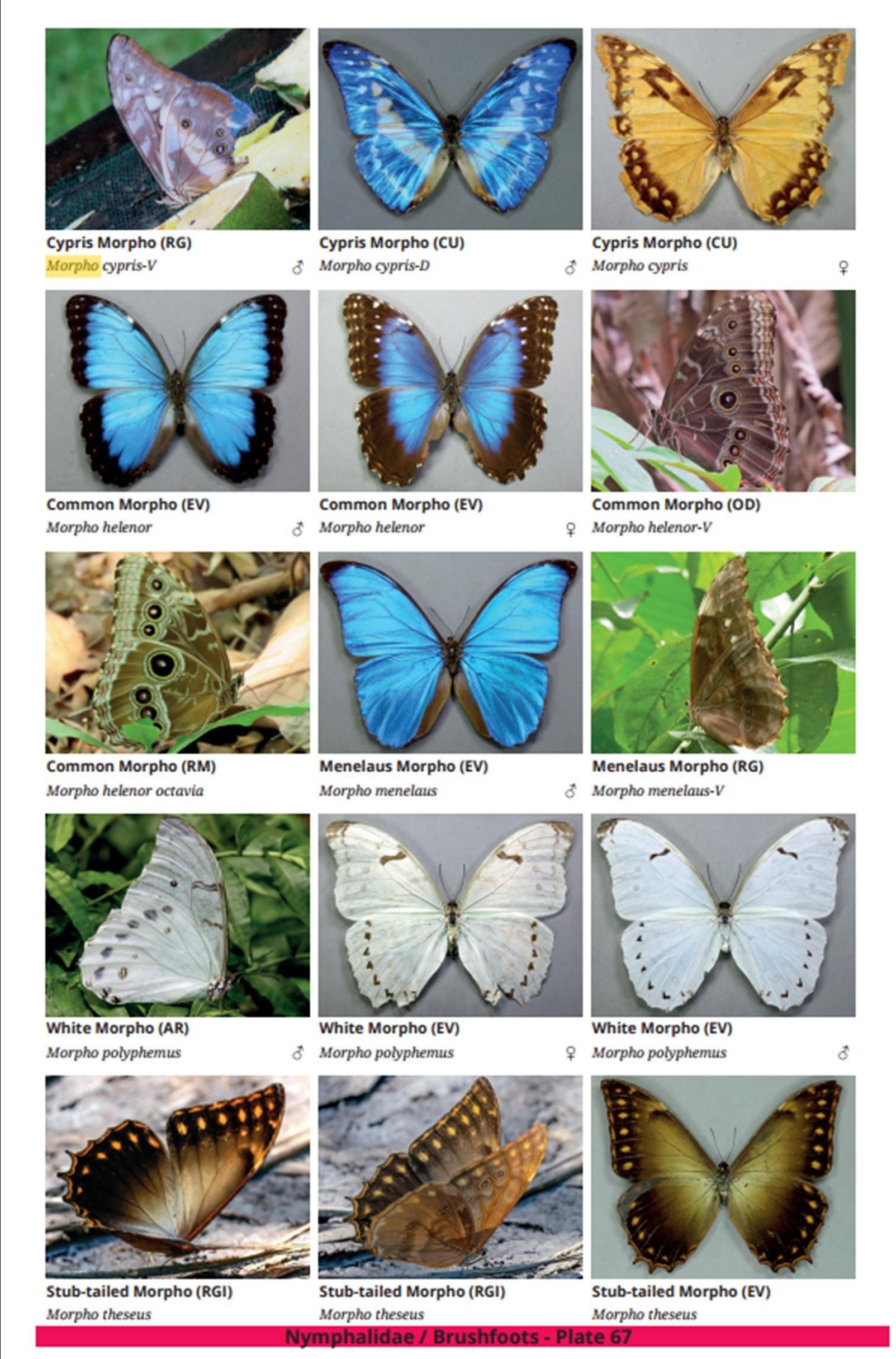 Guide to the butterlies of Honduras