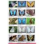 Guide to the butterlies of Honduras